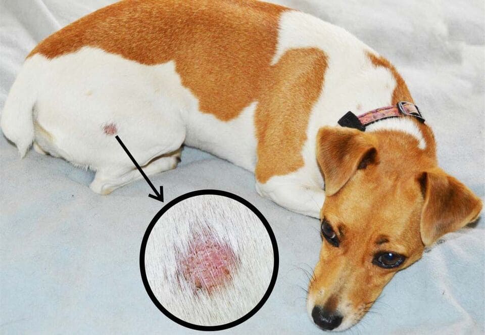 Hundsjukdomar Problem med huden